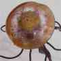 Amber jellyfish