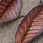Copper leaf earrings